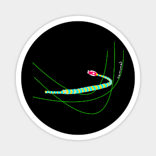 Banded pipefish (Dunckerocampus dactyliophorus) Magnet